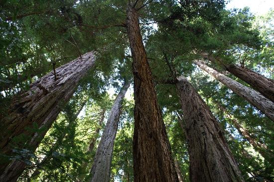 谬尔红杉森林-米尔谷必去景点