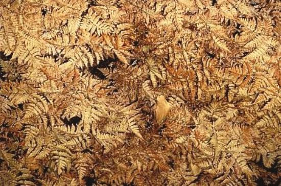 Crescent Lake Hiking Trail-Cooper Landing必去景点