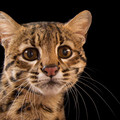 Leopardus