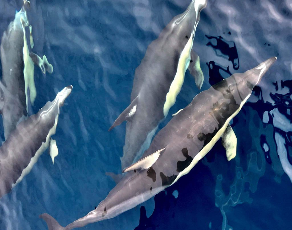 Bay Explorer Dolphin and Wildlife Cruise景点图片