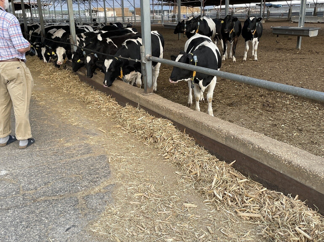 Kalia Kibbutz Hotel主图