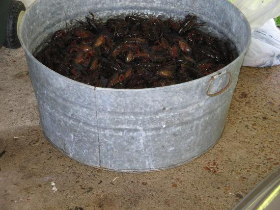 Terrebonne Parish-霍马必去景点