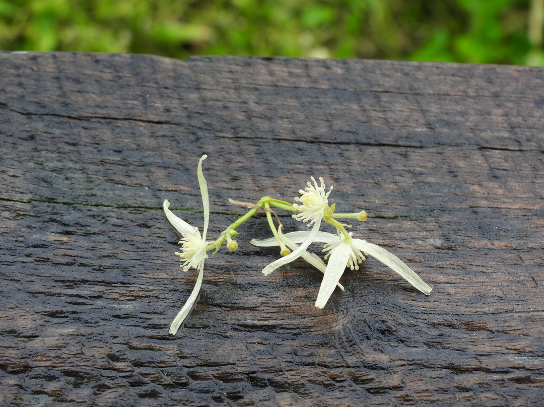 Hopkins River Lookout-瓦南布尔必去景点