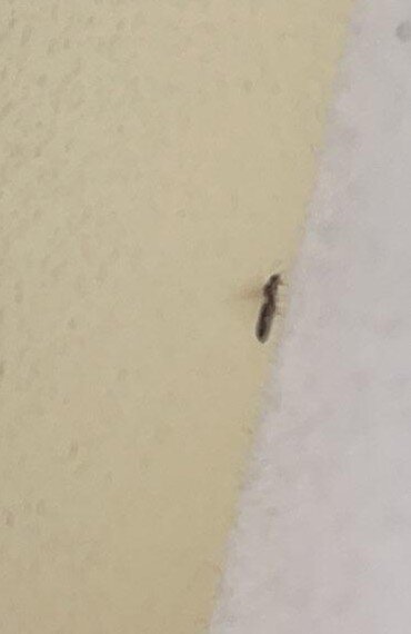 南萨凡纳贝蒙特旅馆套房酒店-客卧