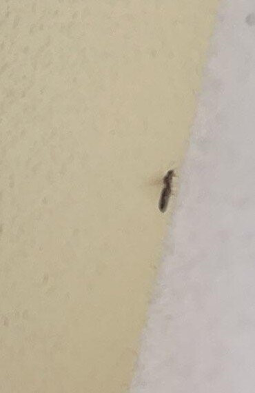 南萨凡纳贝蒙特旅馆套房酒店主图