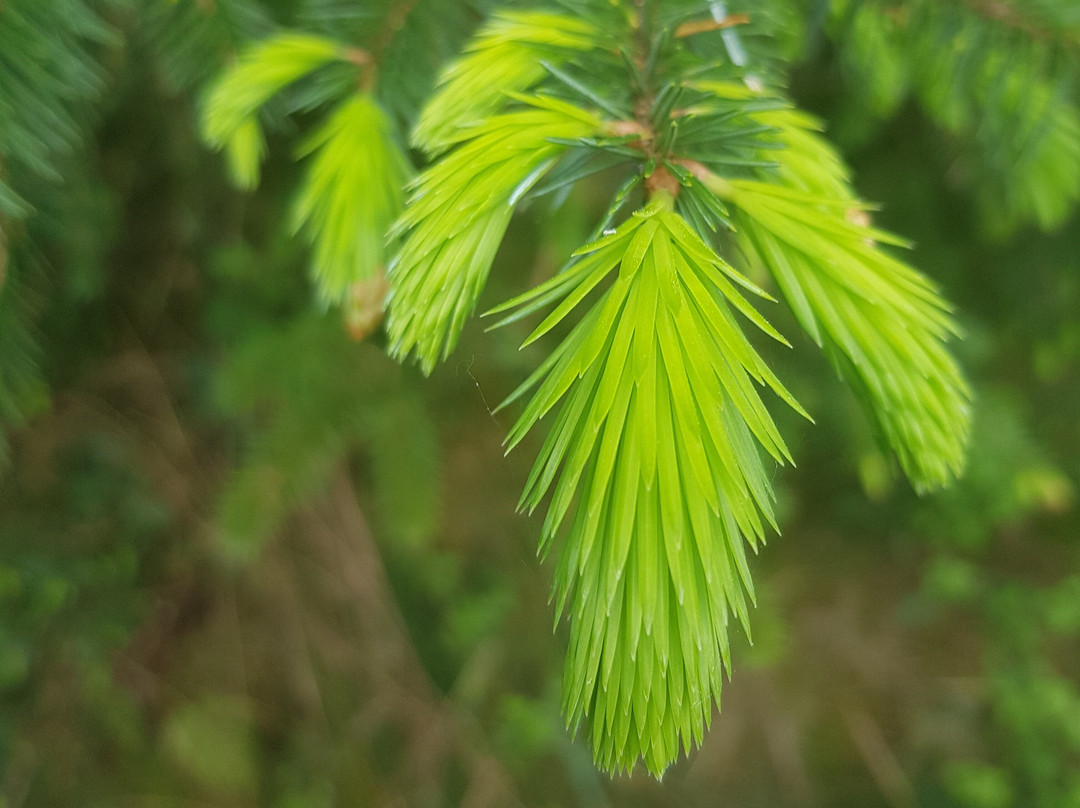 Trusk Lough-Ballybofey必去景点