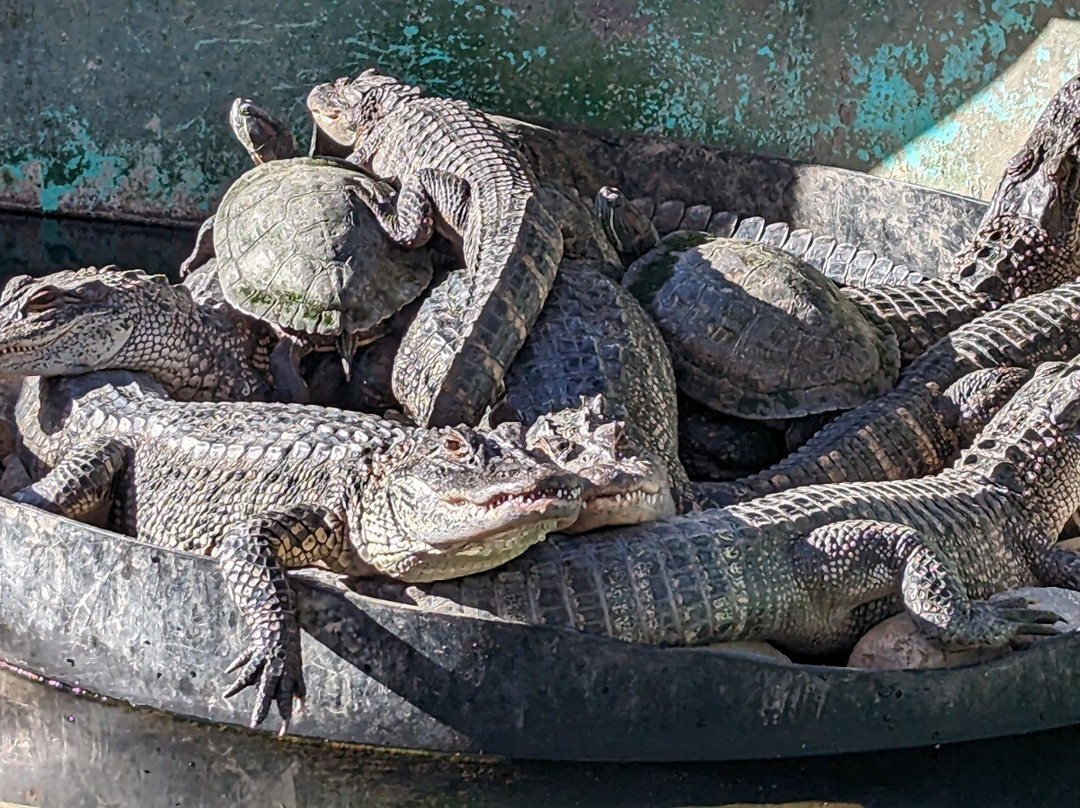 Colorado Gators Reptile Park景点图片