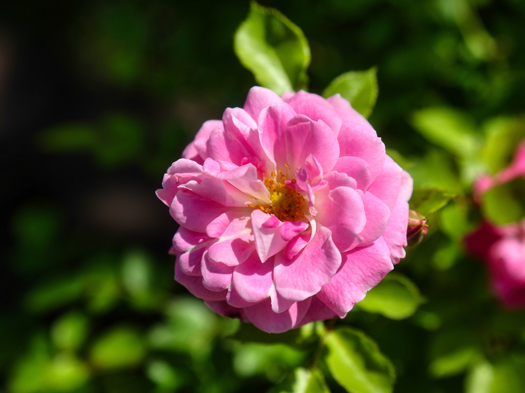 Tochigi Flower Center-栃木市必去景点