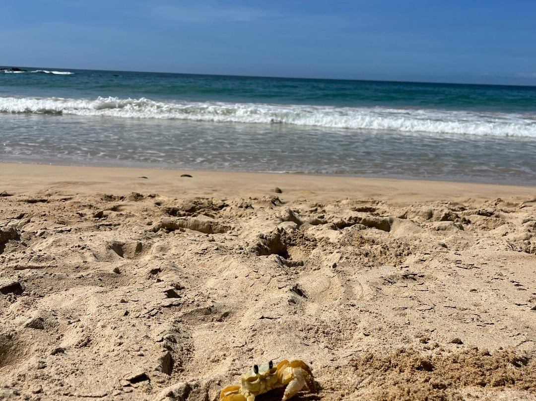 Playa Caracolito景点图片