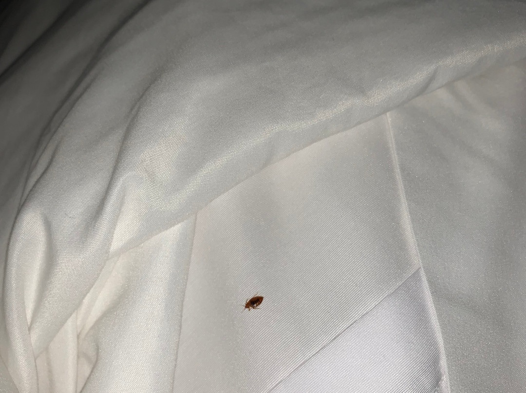 Comfort Inn & Suites Monggomery主图