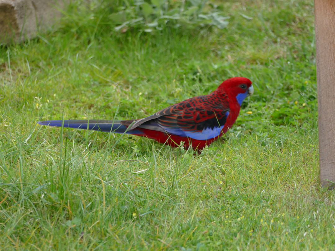 Halls Gap Motel主图