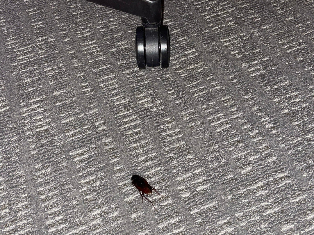 Courtyard by Marriott Charlotte Airport North主图