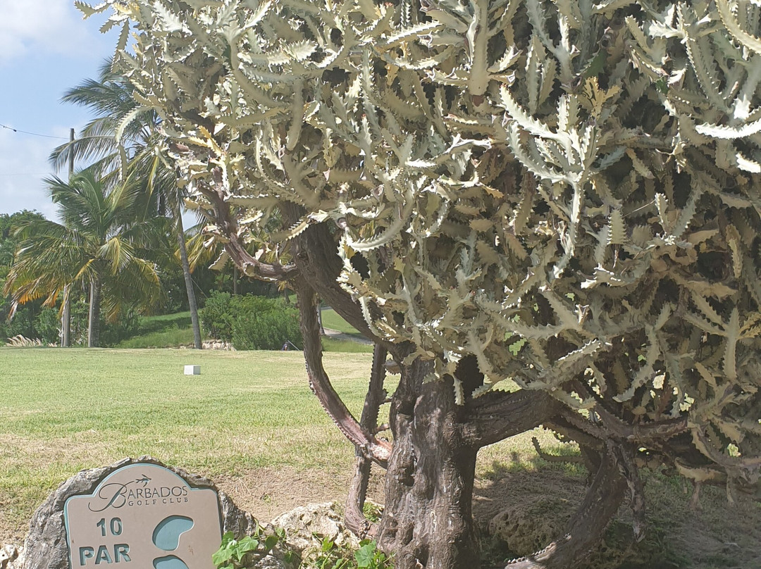 Barbados Golf Club-基督城必去景点