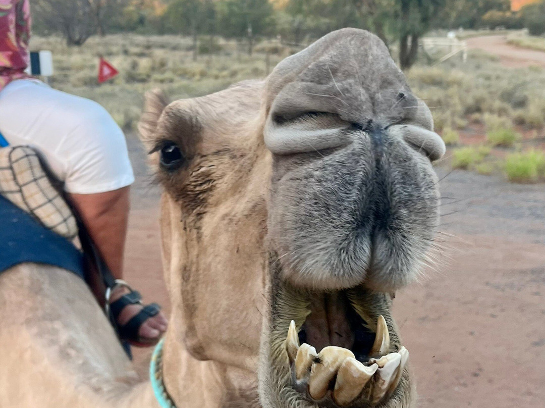 Pyndan Camel Tracks-爱丽斯泉必去景点