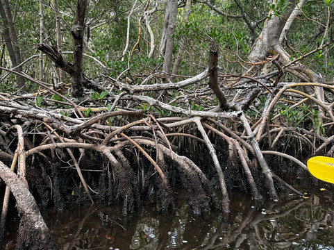 Sea Life Kayak Adventures-萨拉索塔必去景点