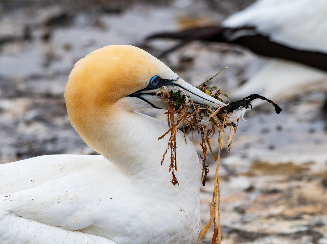 Gannet Safaris Overland-Te Awanga必去景点