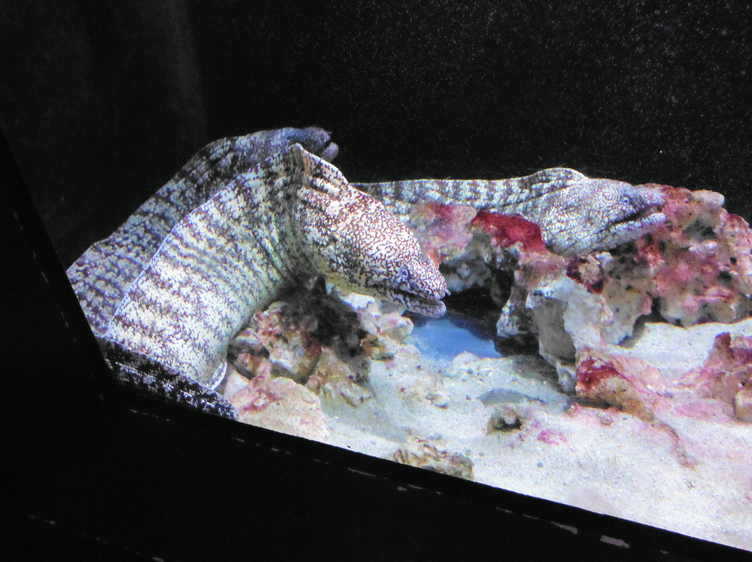 Joetsu Aquarium Umigatari景点图片
