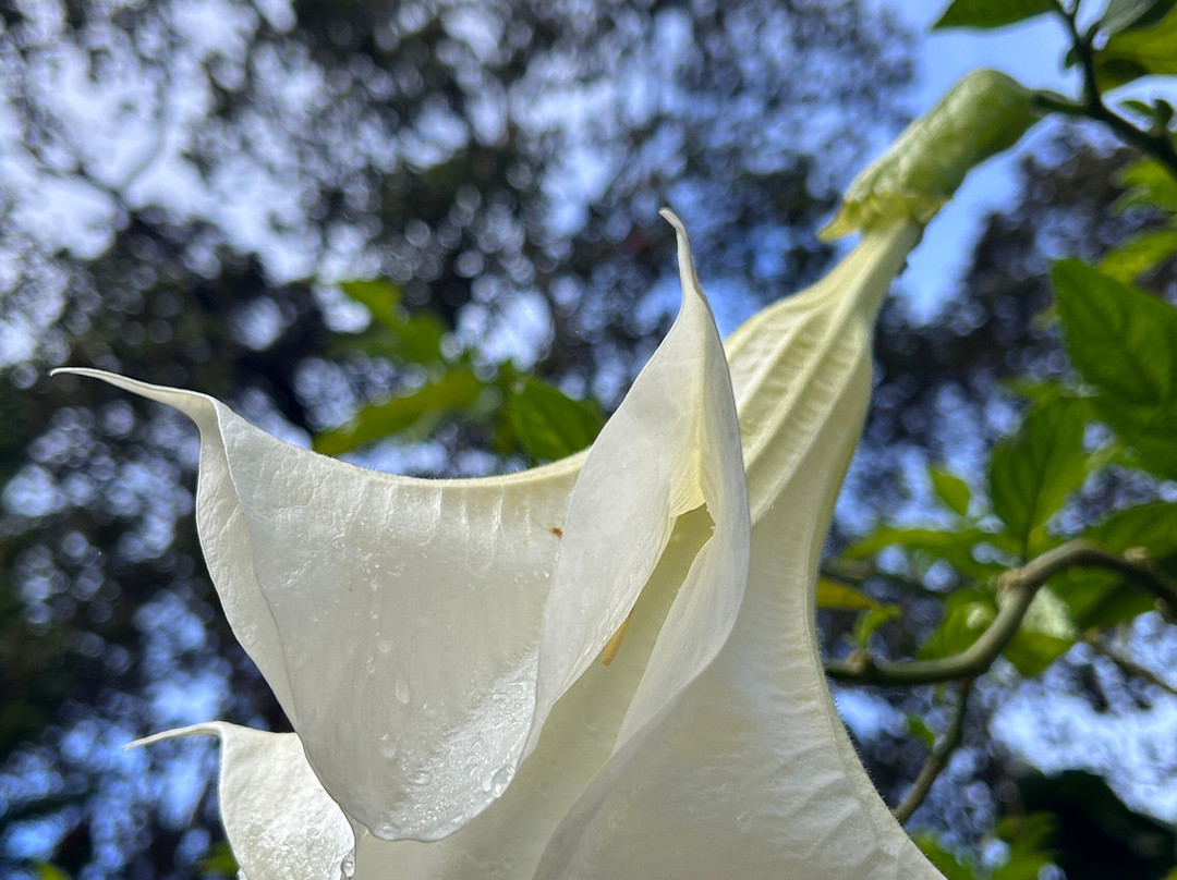 竹玉兰村庄旅社主图