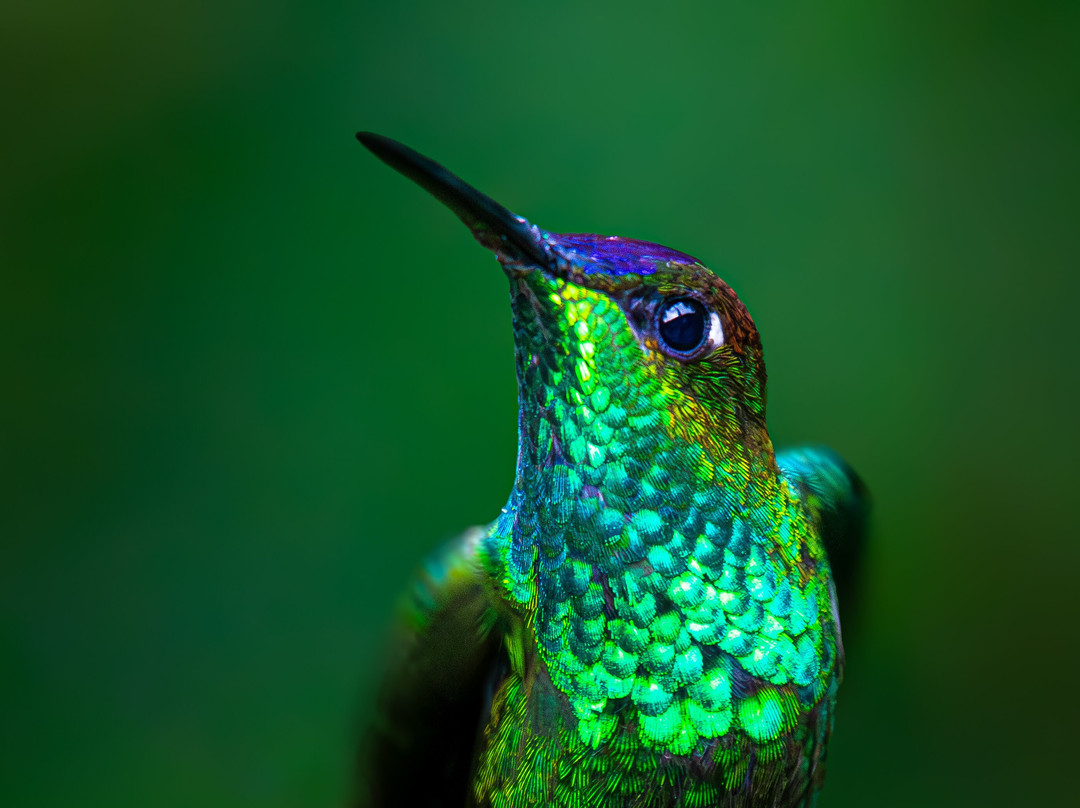 South Birding Peru景点图片