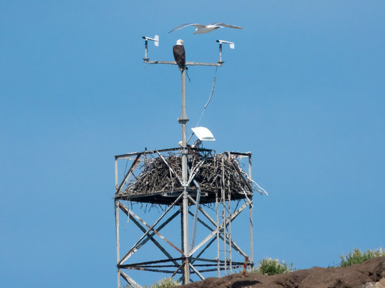 Bear Paw Charters, LLC