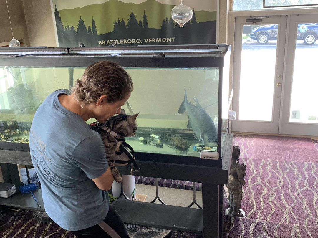 Black Mountain Inn主图