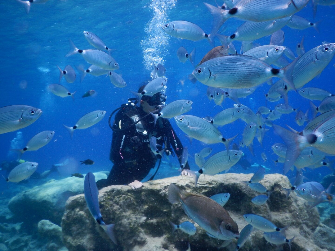 Undersea World Scuba Diving景点图片