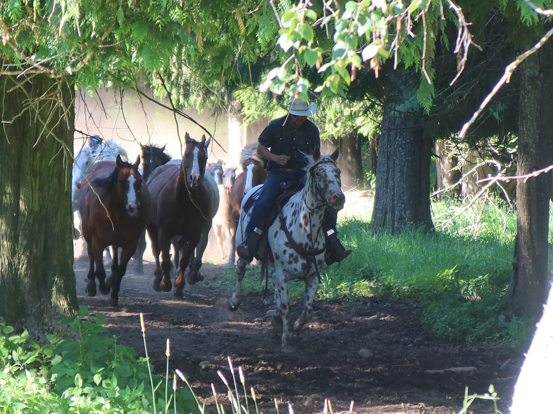 Western Pleasure Guest Ranch主图