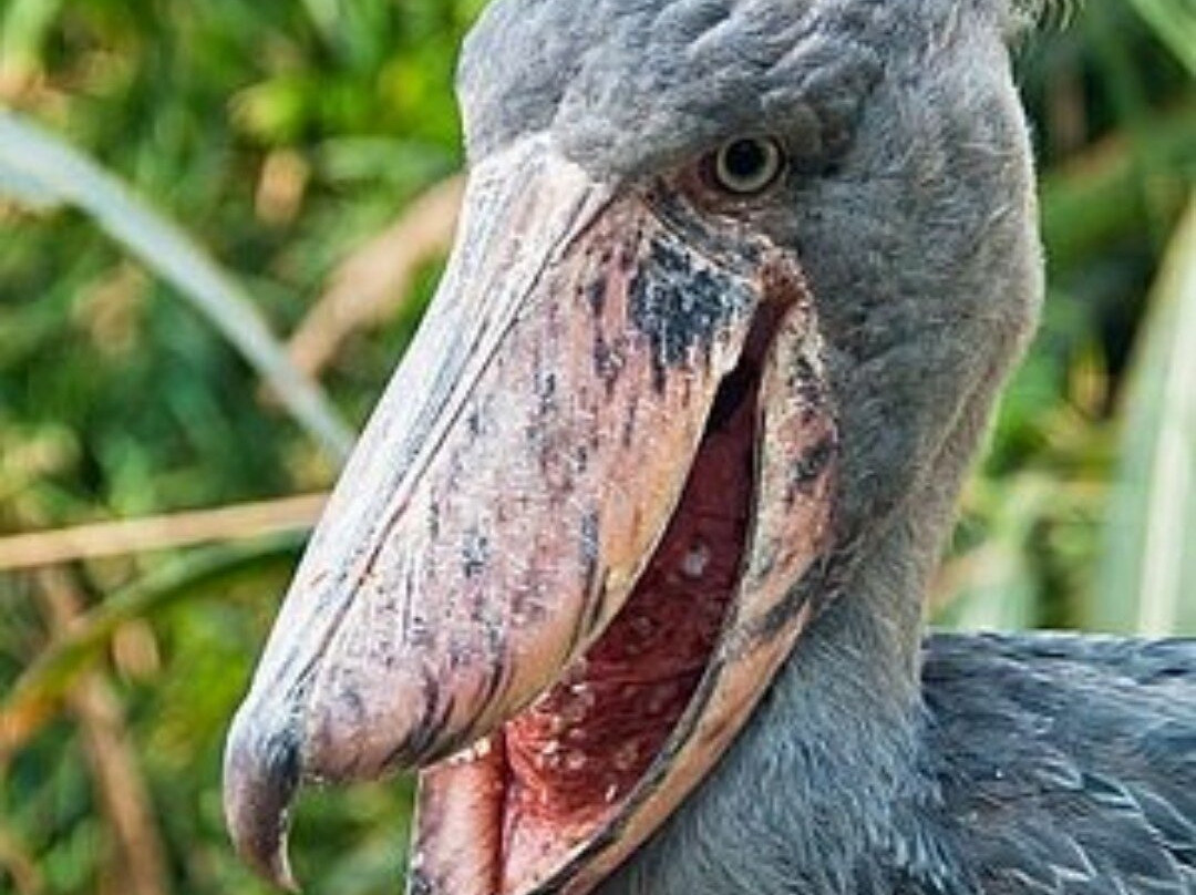 Mabamba Swamp Shoebills Watching-Kira Town必去景点