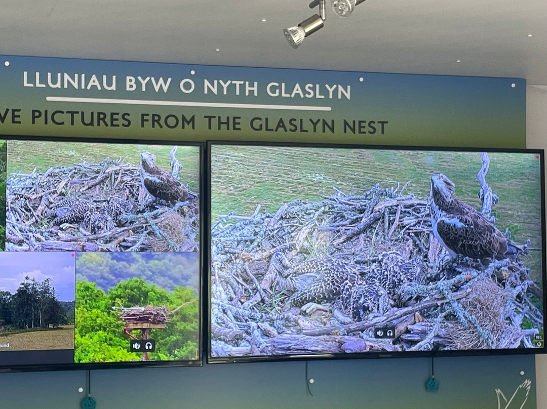 Bywyd Gwyllt Glaslyn Wildlife - Glaslyn Ospreys景点图片