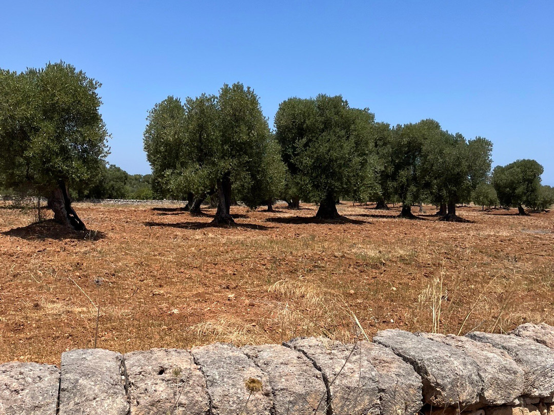 Ape Calessino Ostuni - Golapa-奥斯图尼必去景点