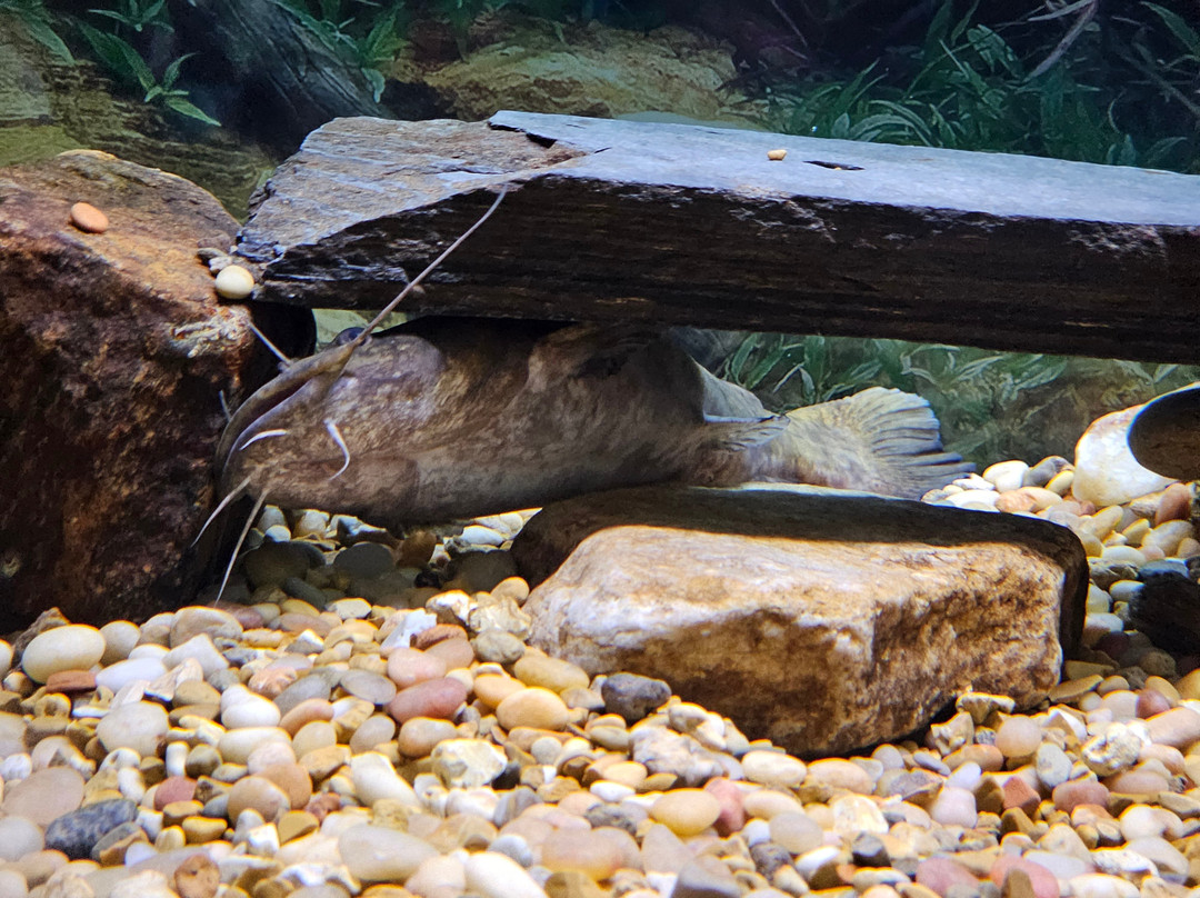 Appalachian Rivers Aquarium景点图片