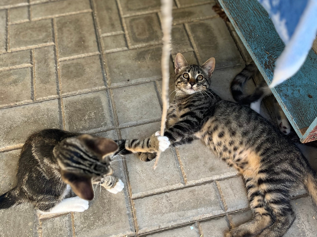 Gatti Felici Di Lipari-利帕里必去景点