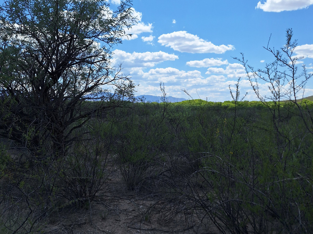 Millville Historic Townsite and Rock Art Discovery Trail景点图片