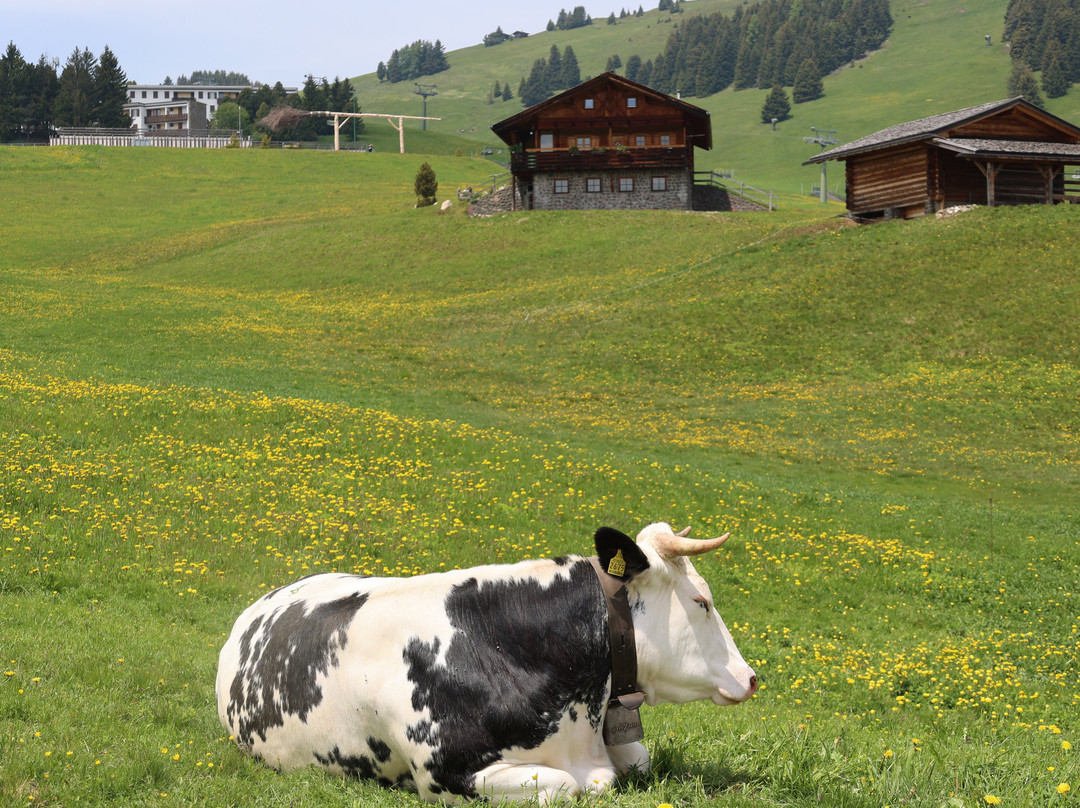 Alpe di Siusi - Seiser Alm Bahn景点图片