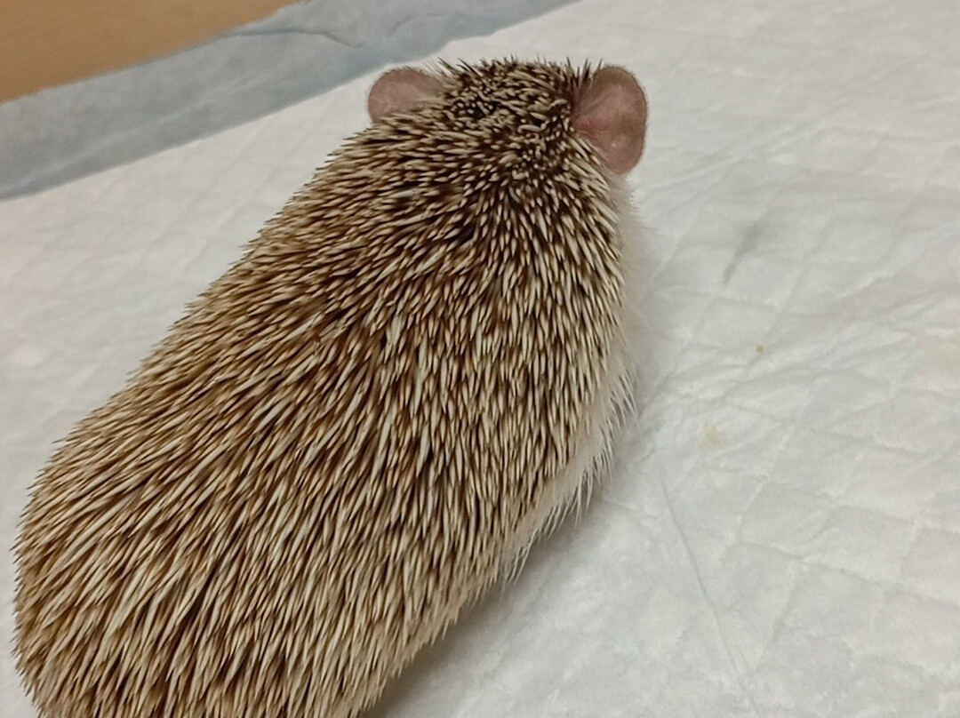 Yezheminutka-莫斯科必去景点