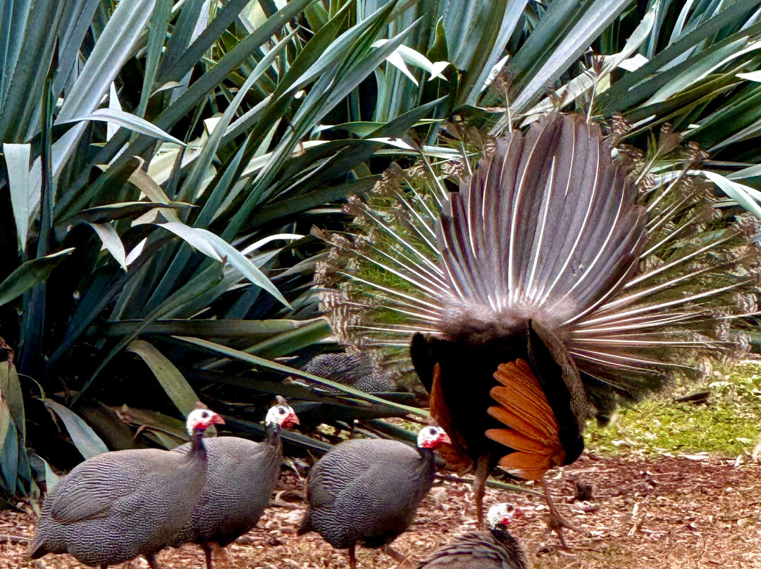 Mt. Uncle Distillery-凯恩斯必去景点