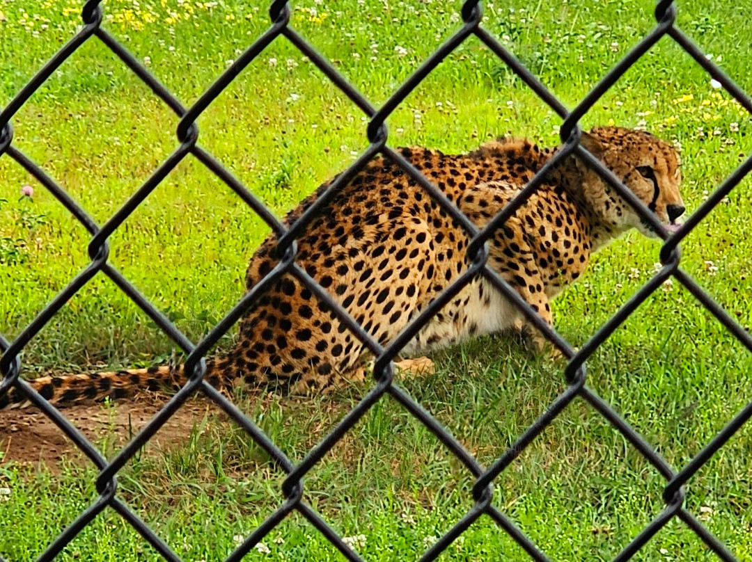 Safari North-Brainerd必去景点