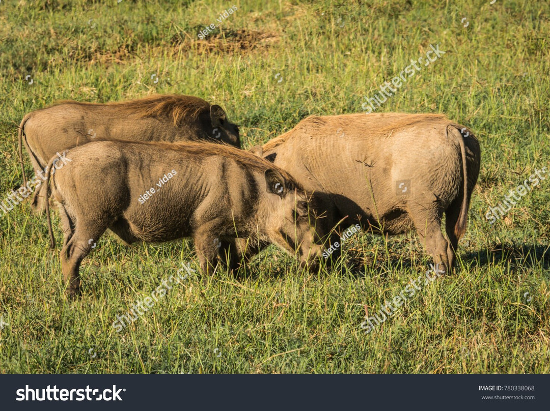 Destinations Kenya Safari景点图片