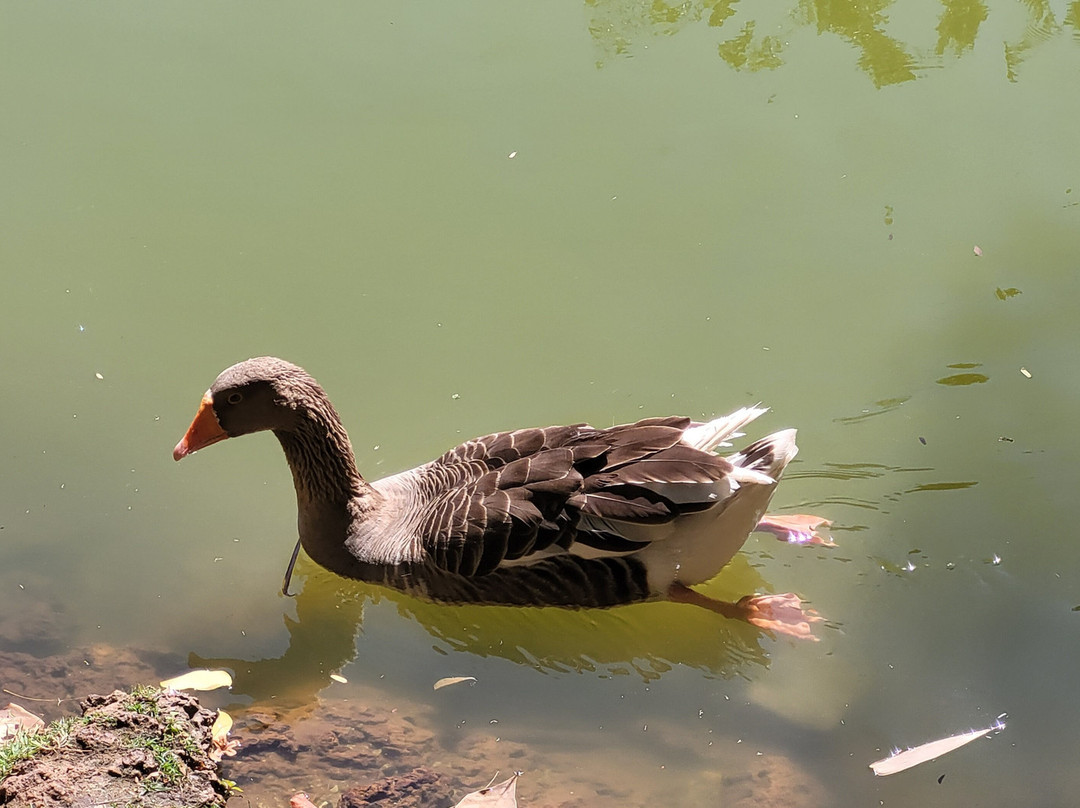 Bosque dos Buritis-戈亚尼亚必去景点