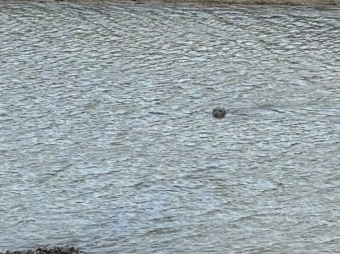 Seal Sands Nature Reserve景点图片