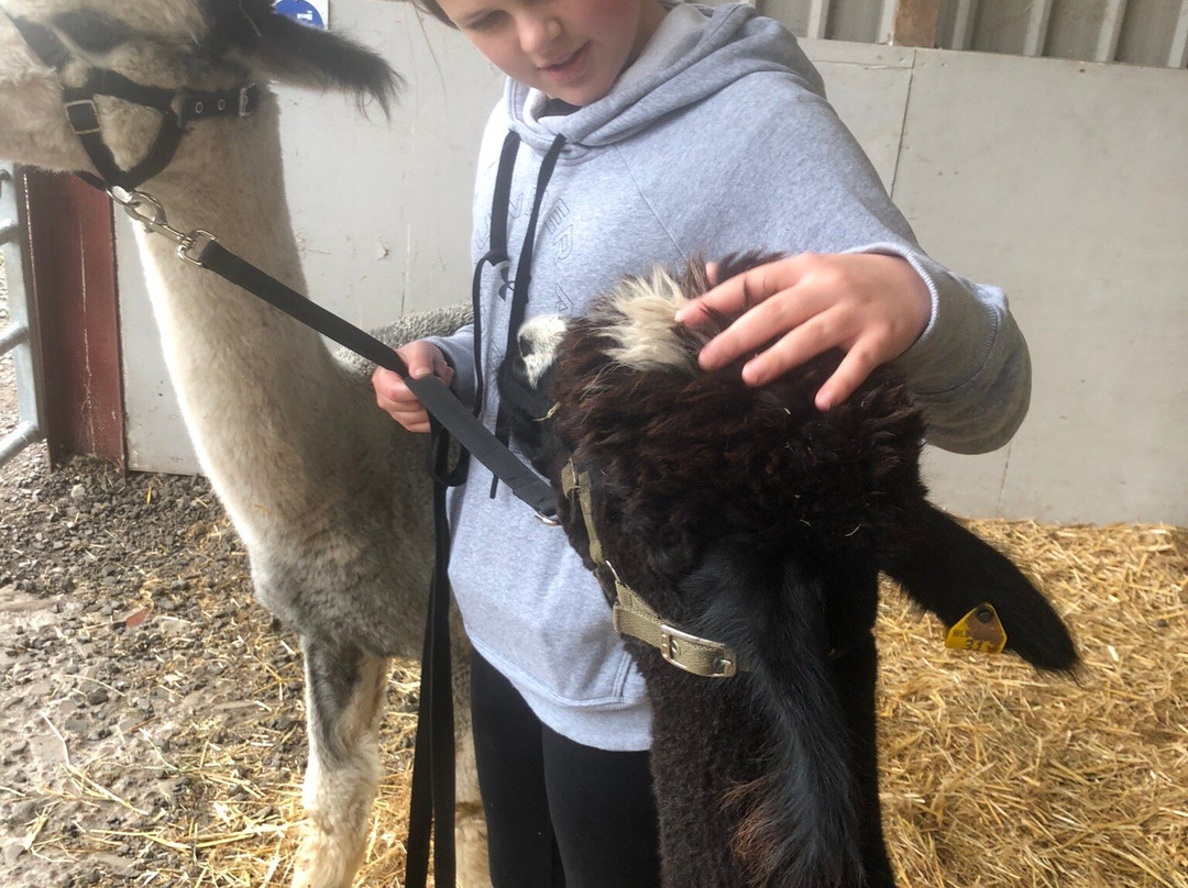 Wildwood Alpacas-Albrighton必去景点