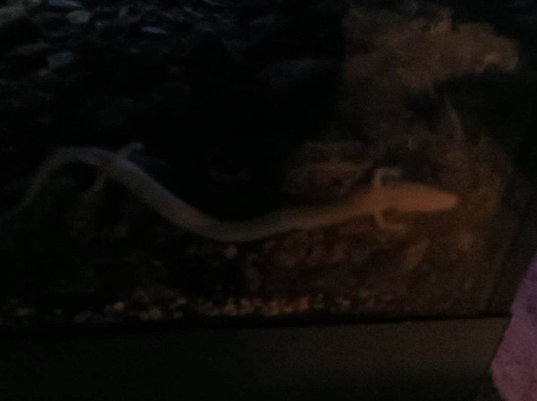 Vivarium-波斯托伊纳必去景点