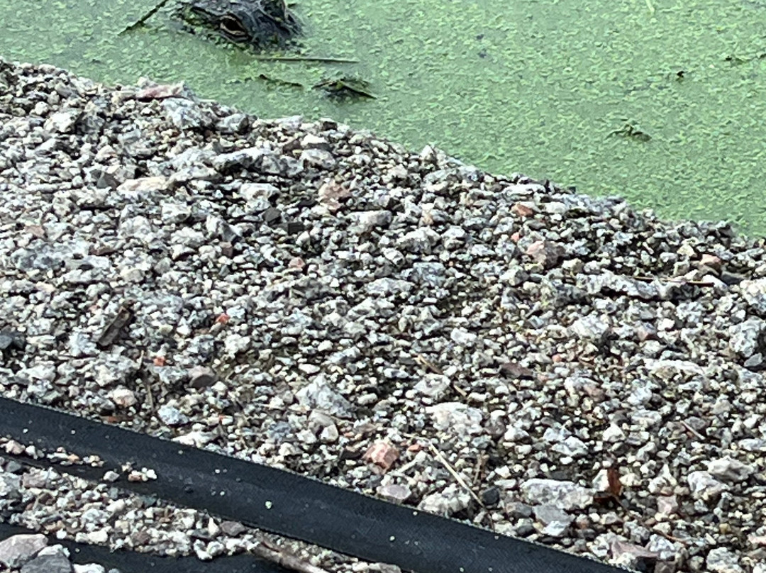 Phinizy Swamp Nature Park-奥古斯塔必去景点