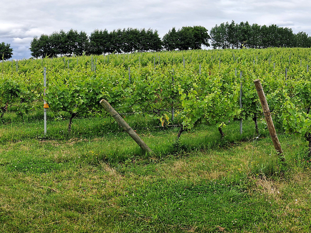 Shotley Vineyard景点图片
