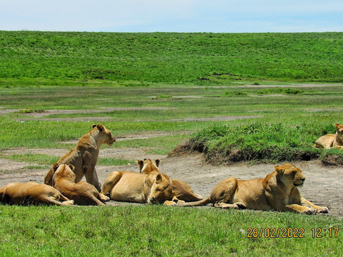 In-Africa Link-阿鲁沙必去景点