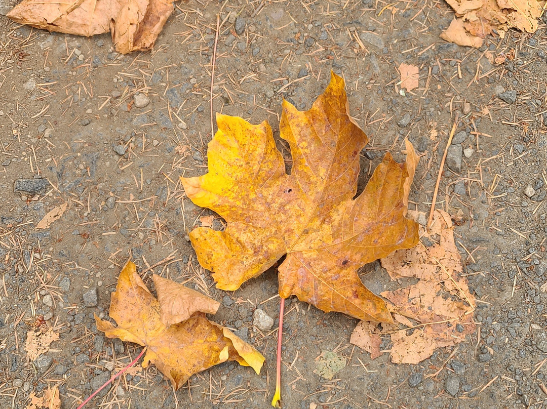 Spencer Butte-尤金必去景点