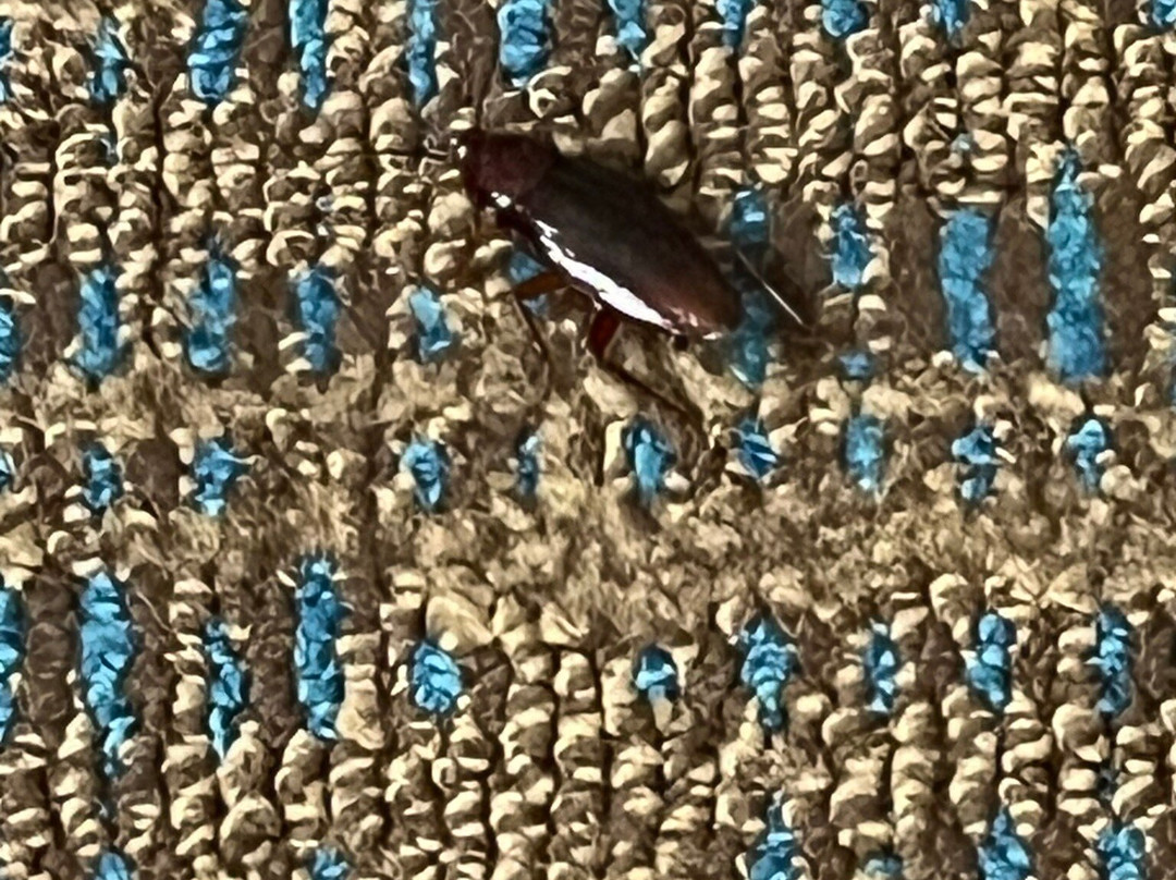 Residence Inn Temple主图