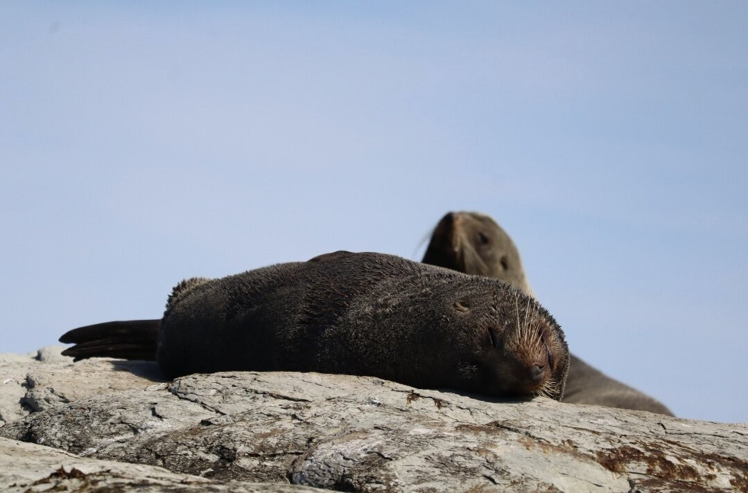 Seal Kayak Kaikoura-Kaikoura必去景点