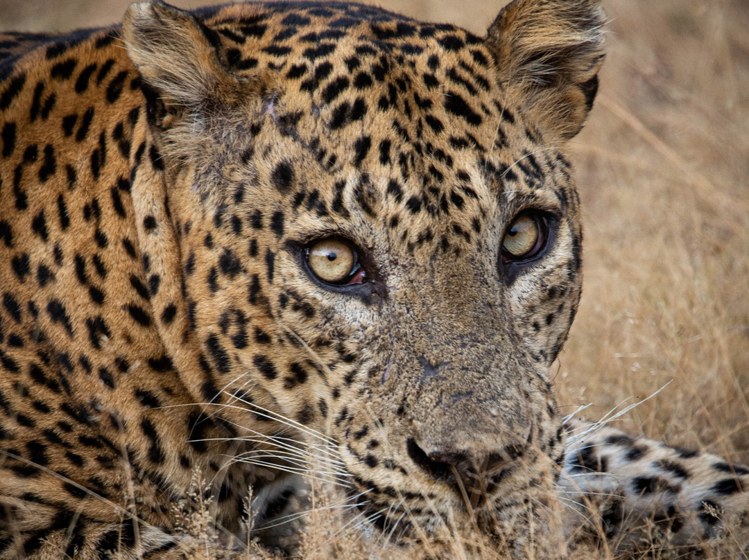 DR Ceylon Safari Tours