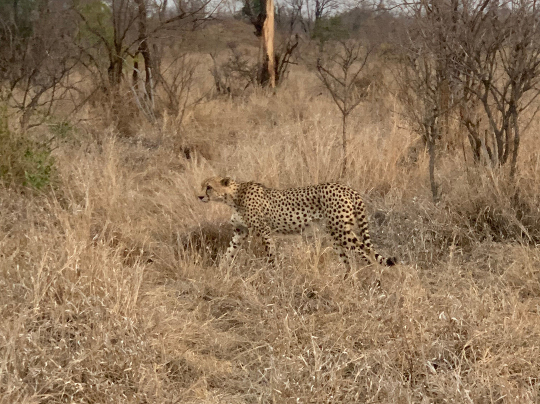 Manyeleti Safari Camp Lodge主图